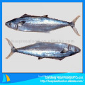 Best frozen spanish mackerel whole round